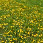 Sibylle Kulterer Profile Picture