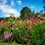 Ursula Profile Picture