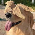 Monika Falkner-Brunner Profile Picture