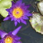 Maya Muheim Profile Picture