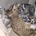 Alexa C Profile Picture